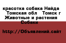 красотка собака Найда  - Томская обл., Томск г. Животные и растения » Собаки   